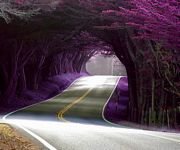 pic for pink tunnel road 